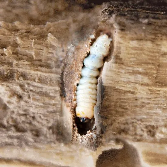 tarlo all'interno del legno